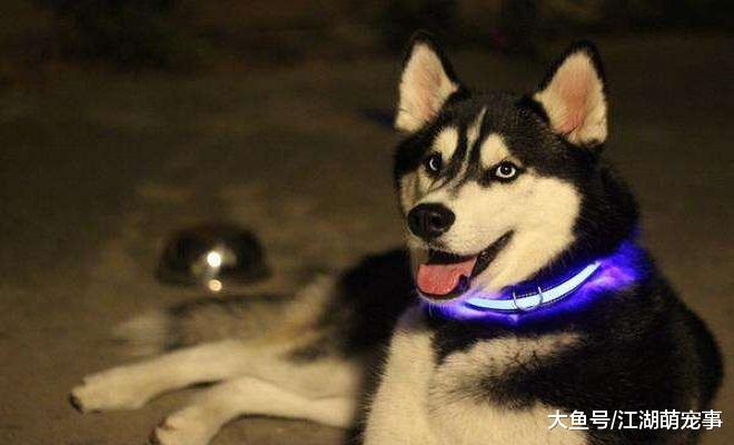 养狗以后变成了话痨，经常说下面这几句话