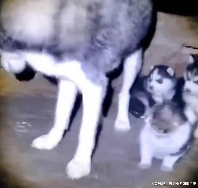 猫咪溜进哈士奇的狗窝蹭奶，没想到被狗妈妈赶走，智商在线？