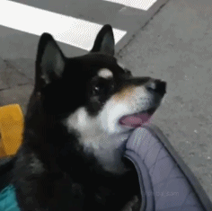 这只黑柴因为舌头长歪了，而萌化了全网，这小舌头也太抢镜了吧！