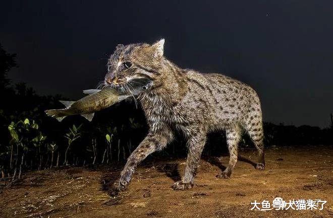 动物园最难繁殖的猫科动物：雄性常对异性无兴趣，养它还要修鱼池