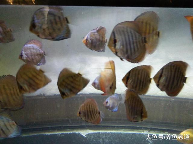 给七彩神仙鱼进行体表检疫，就是用药物进行杀菌处理吗？