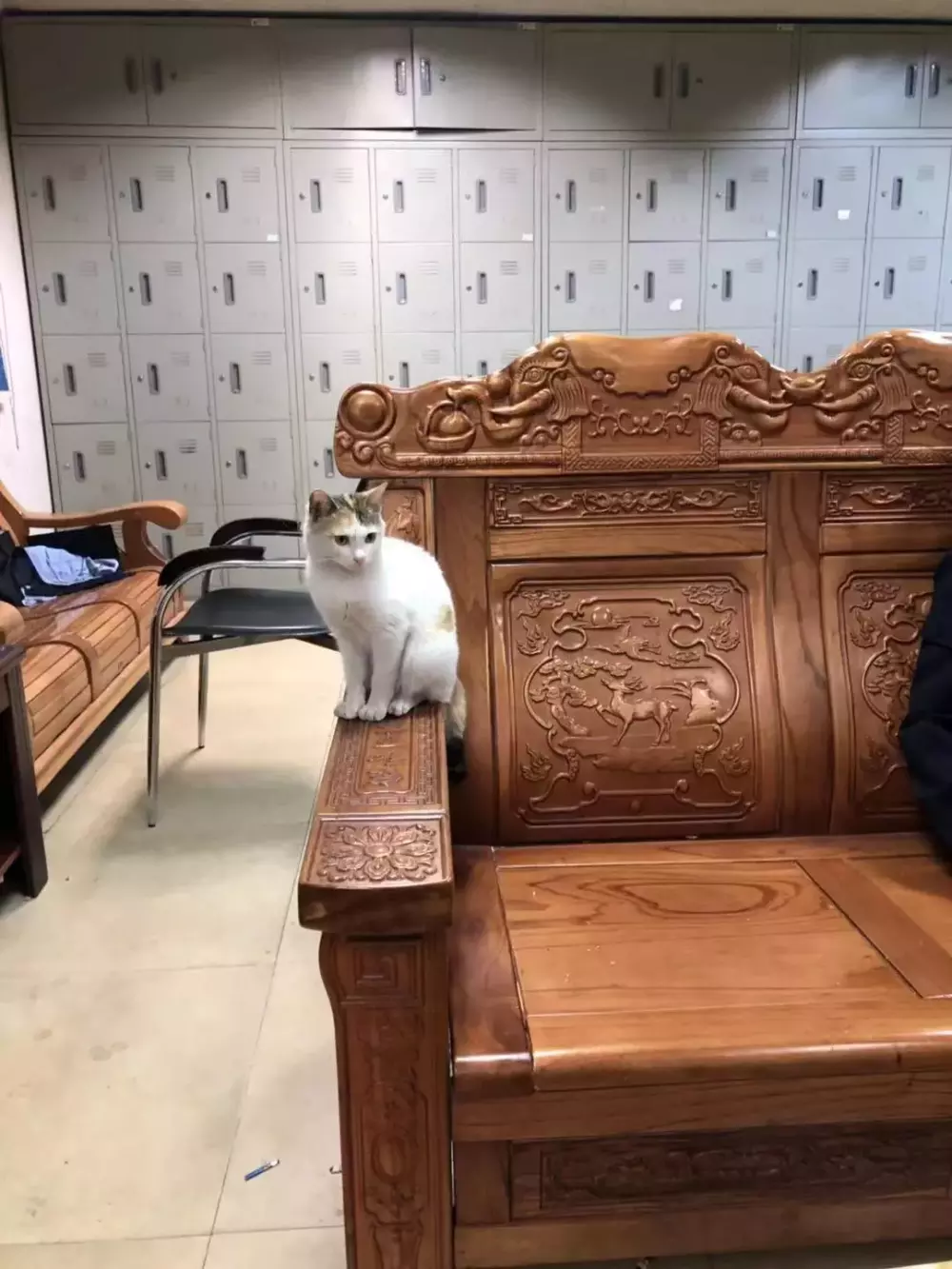 交配季節后，三花貓大鬧警局引得無數公貓爭風吃醋