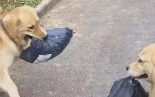 金毛帮主人取快递，路上竟偶遇同行，两只汪的表情令人捧腹不已