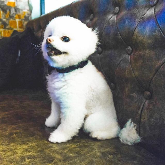 周杰伦与昆凌的定情信物, 周家最受宠的毛孩子, 萌软比熊麻吉