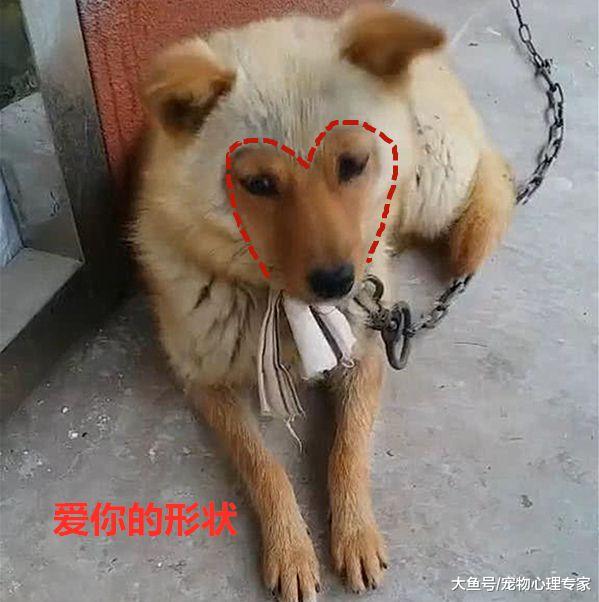 男子回农村老家，一进院子就被狗逗笑了：猴哥，投错胎了吧？