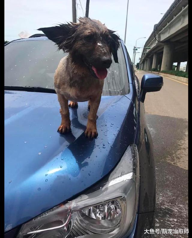 狗狗看到主人在洗车，于是也过来帮忙！狗：我为这个家付出太多！