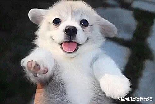 网红蜜臀柯基，灰色的小可爱你见过吗？网友：灰色柯基，灰基吗？