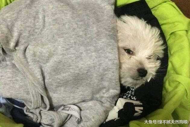 饲养比熊犬你要知道，这5类食物不要给它吃，对它有伤害！