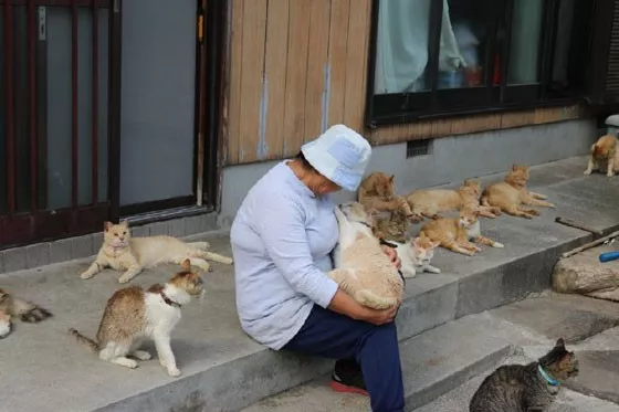 生活在猫岛的一老奶奶，每天被一群猫叫醒，这是什么快乐人生啊！