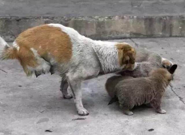 流浪狗垃圾中找到食物，只含在嘴里不吃，好奇跟过去一看热泪盈眶