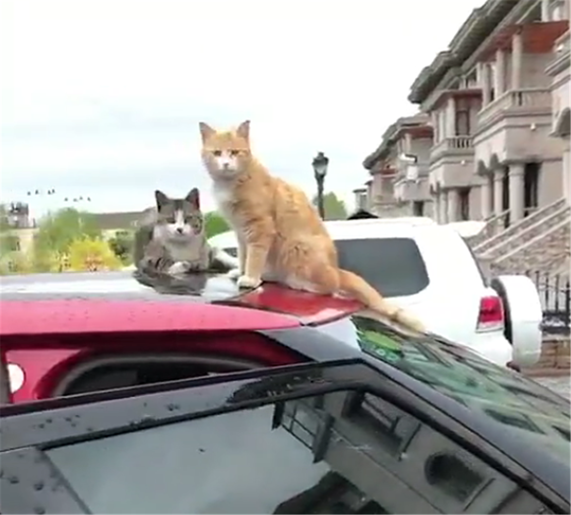 车主喂橘猫，大橘带一群流浪猫趴在车上不走，猫：我们也要吃罐头