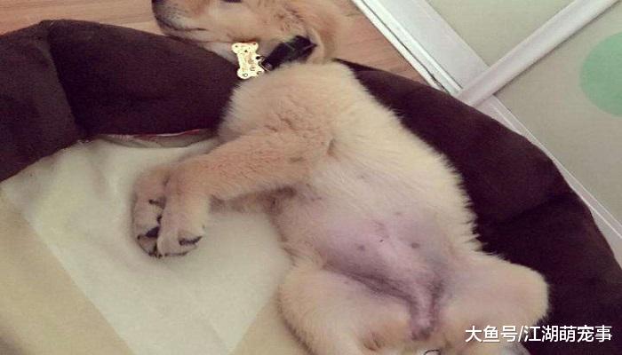 狗狗露肚皮只是信任？其实你理解错了