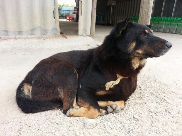 聪明土狗只因老妈一句话，在我们家门口守了3天3夜，一家人感动！