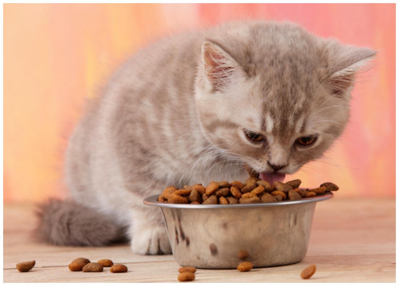 猫咪零食吃不停, 女主人和它哭穷, 它: 关我什么事