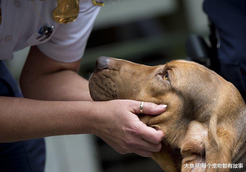 嗅觉最灵敏的犬种，通过气味追查的最高纪录是二百二十公里