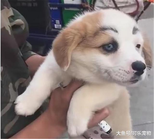 主人给狗子化妆，硬生生画出了“卡姿兰大眼睛”，画面太美不敢看