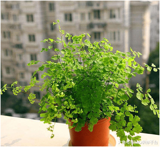 这四种花是二手烟的克星, 养100盆也不嫌多