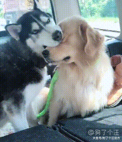 狗的性格随主人，果然一点不假