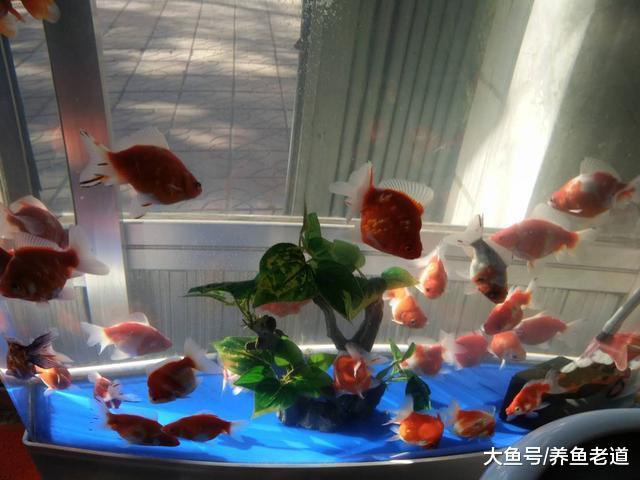 杂食性观赏鱼不会吃小鱼，可以和小型鱼混养吗，比如金鱼和锦鲤？