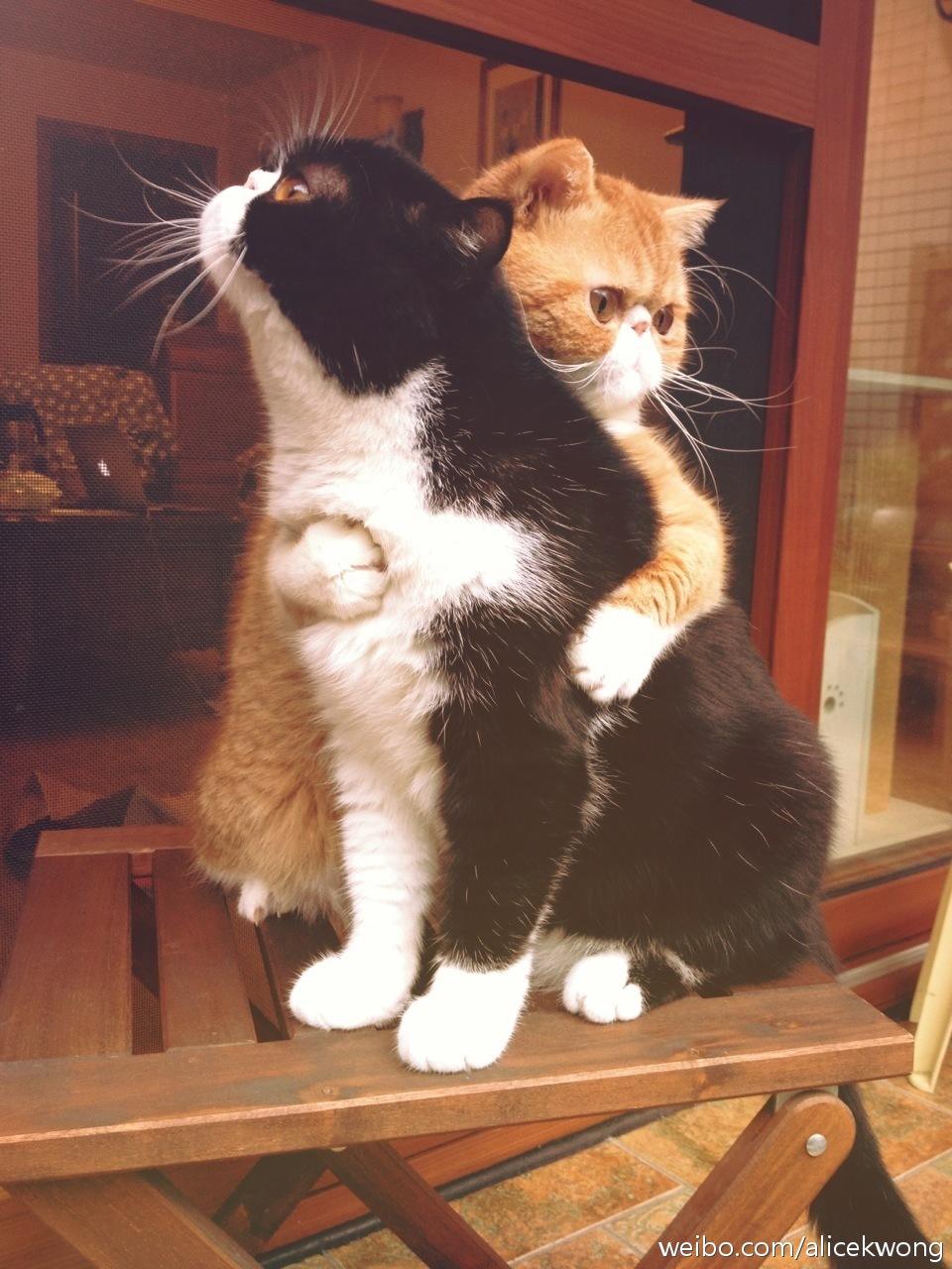 3.15打假！揭秘宠物行业不为人知的三大黑幕