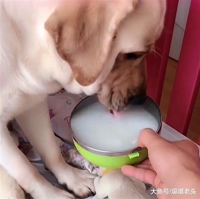 从来不喝汤的狗妈妈，为了孩子，居然大口大口的喝起来