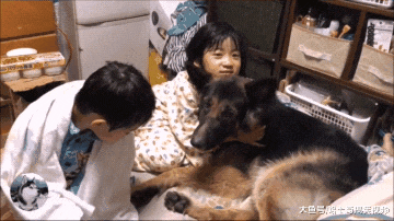 德牧从小跟主人睡，结果4岁了还没长大，跟孩子们抢妈妈