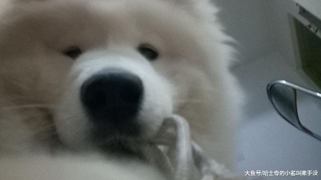 我家狗子居然試圖解鎖我的手機 ，要不是有照片，我還發現不了