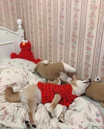 柴犬抢主人枕头睡觉，被主人吵醒后，一脸不爽地想让主人离开