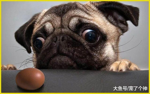 狗狗到底应该吃生鸡蛋还是熟鸡蛋？