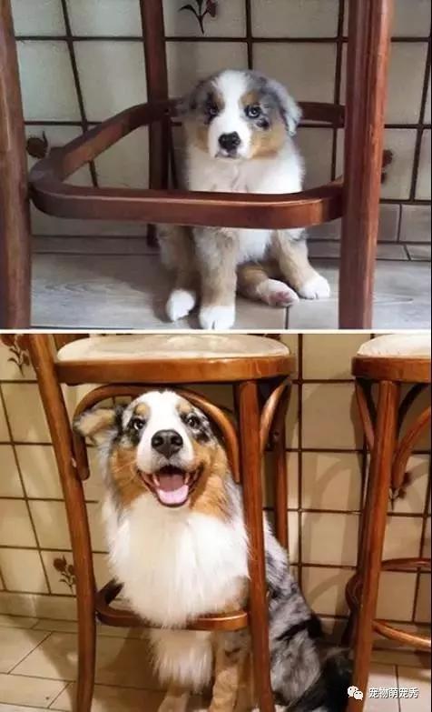 奇怪！狗狗每天吃那么多狗粮都去哪里了？有图有真相！