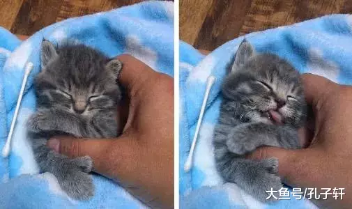 女子捡到一只小奶猫, 模样惹人心疼, 可这两只前爪是怎么回事?