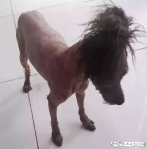 把狗狗托付给父母照料，可结果...这是变了一个“物种”嘛？