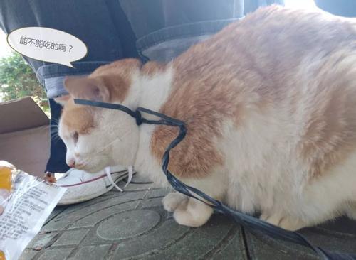 主人三个月不见的小猫咪, 回家之后成了一只球!