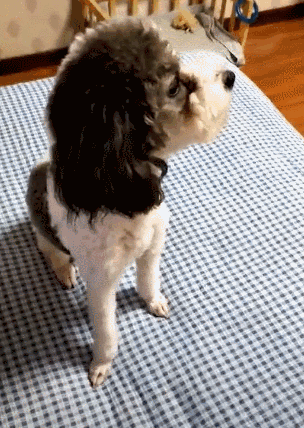 我把我家狗惹生气后，它竟然要和我绝交！