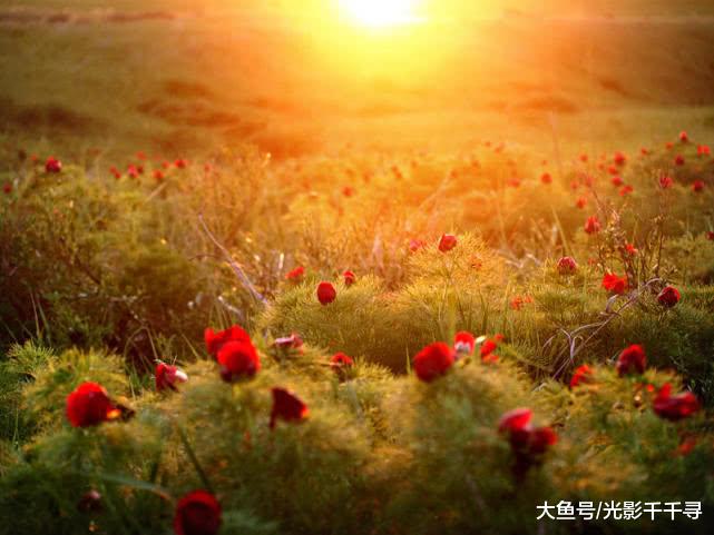 路边的野花你不要采，有了这些摄影技巧，我们可以完美拍摄下来