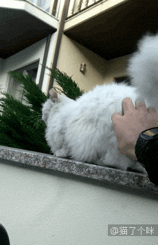 猫：好尴尬，撒个娇还把自己坑了