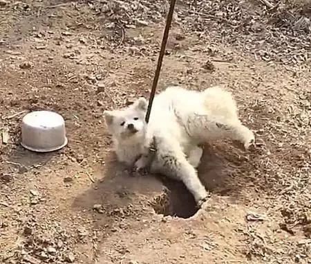 萨摩耶倒地不动、身上插着铁棍，吓坏网友，走近一看笑喷了