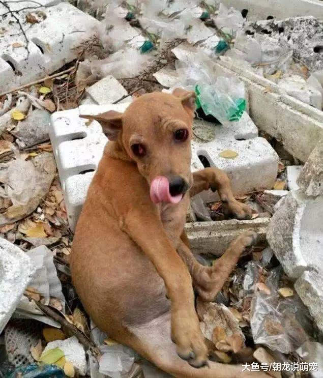 流浪狗被土豪收养后，瞬间走上狗的巅峰，网友表示：让人羡慕！