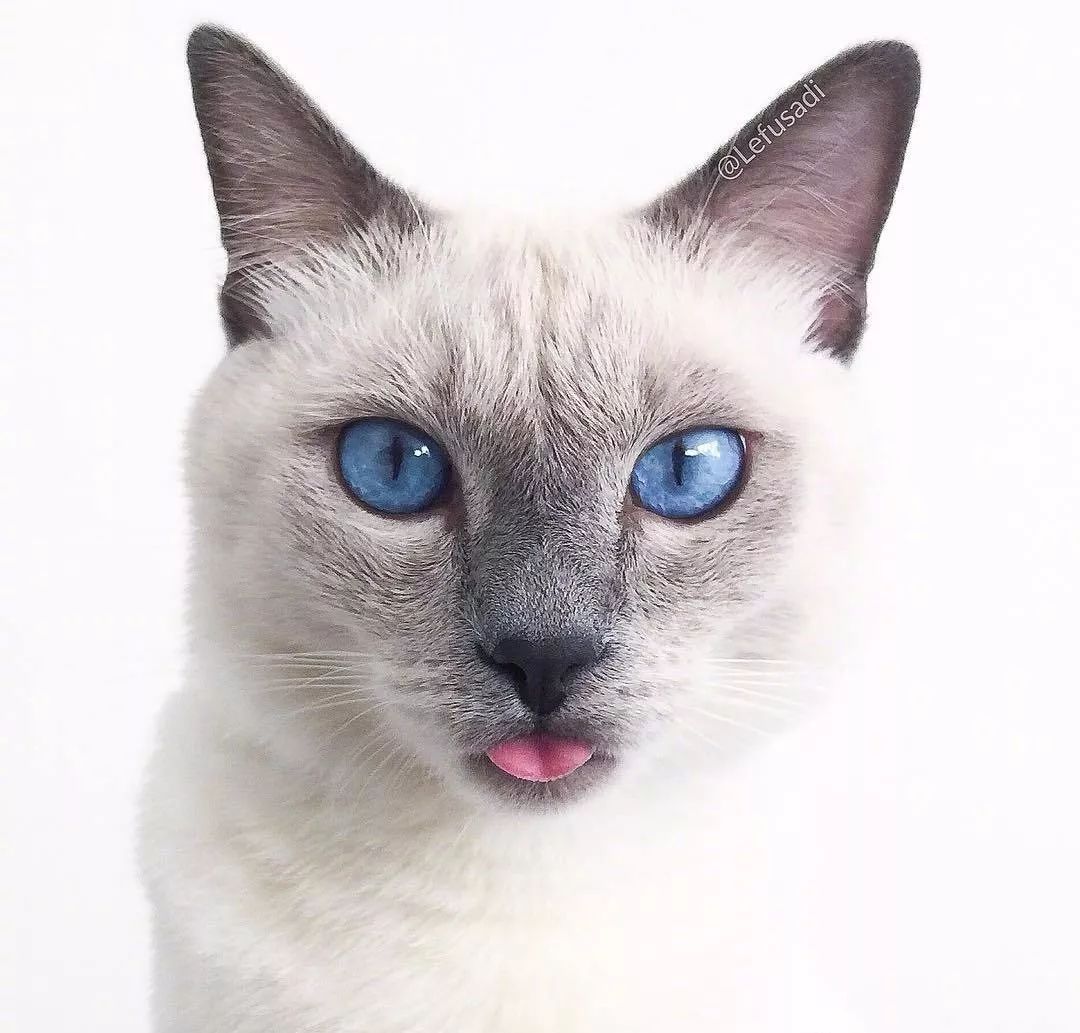 这只戴美瞳的大眼猫，看一眼就沦陷了