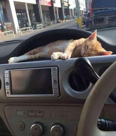 小橘猫被主人放到汽车控制台上, 前一秒瞪大眼睛, 下一秒就享乐了