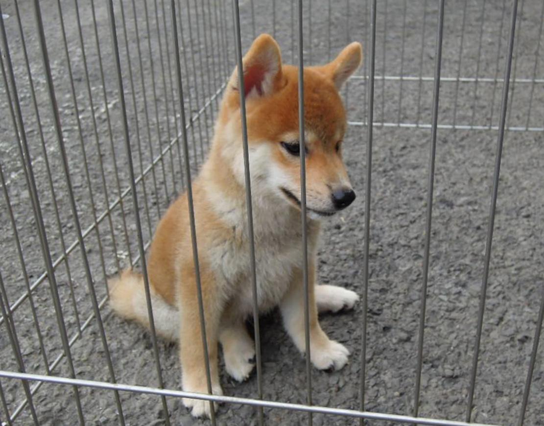 柴犬晕车, 坐在后座直吐口水, 主人的举动暖心了……