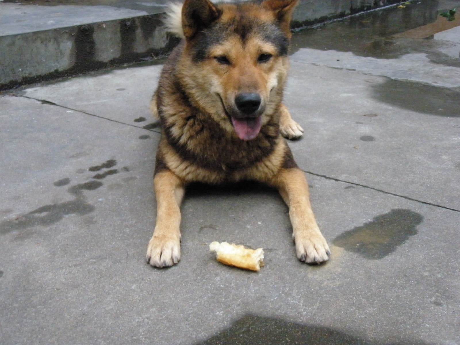 人品爆表！流浪狗自己找工作，还混了个公务员当！