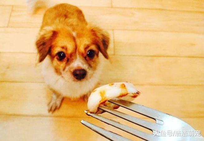 大部分狗狗不会做这五件事，如果你家的会做，说明它智商高很聪明