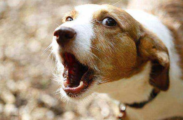 狗狗为什么会突然学狼叫? 原因有5点!