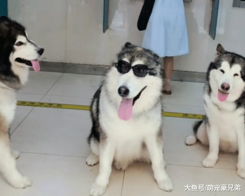 去银行取钱，刚要进门却发现这搞笑一幕，狗：这地方已被暂封！