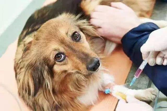 爱犬驱虫后出现不良反应, 主人应注意三要点, 牢记不可盲目喂药!