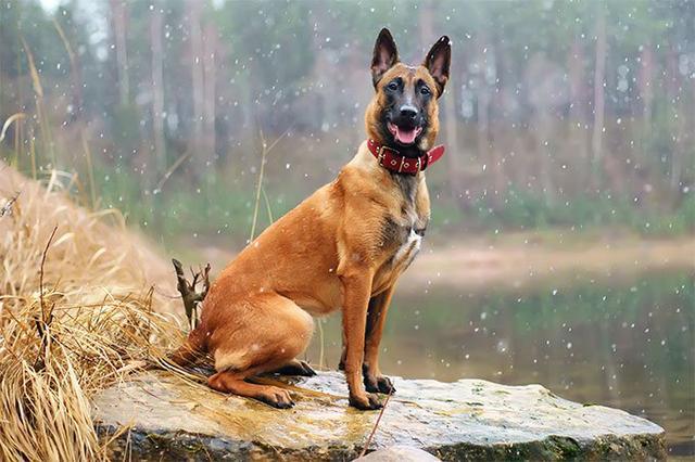要養狗就養這“5種”犬，超級服從聽指揮，圖一很多人沒想到是它
