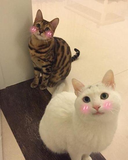 男友下樓拿快遞，遇上價值過萬的豹貓，喂點貓糧竟然跟著回家了！