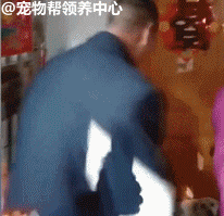 铲屎官出嫁，田园汪堵门：没我同意，谁也不许接走她！