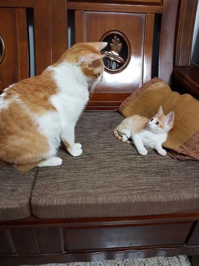 睡姿霸气的小猫咪，跷二郎腿给我笑惨了